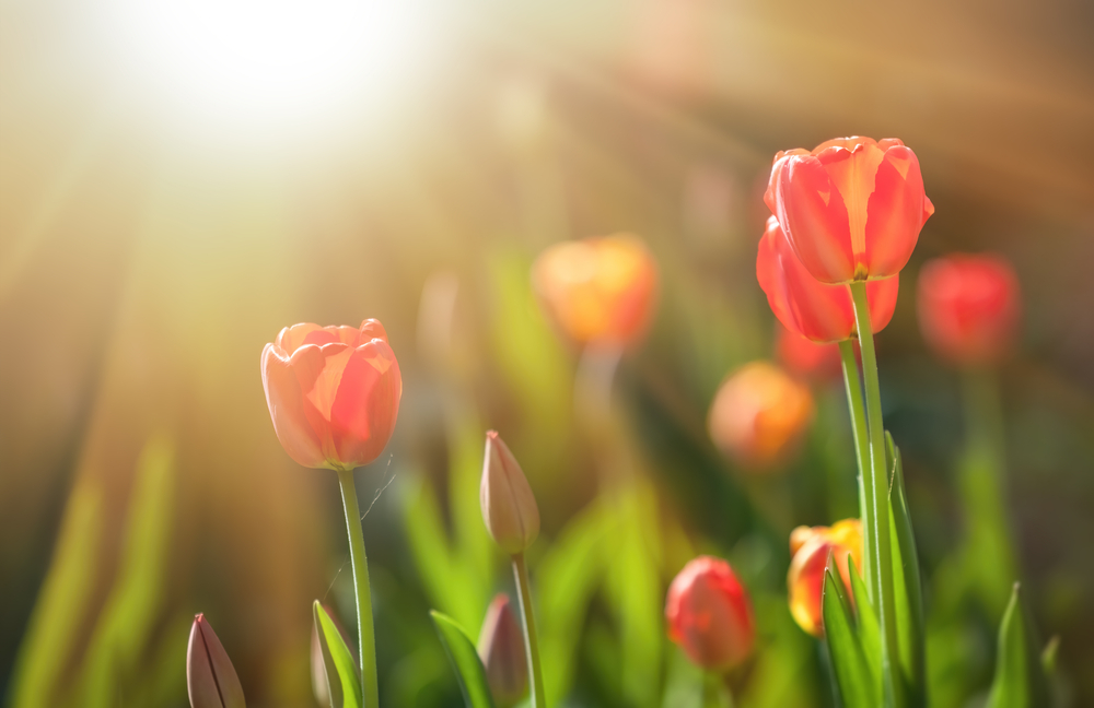 Spring Into Your Community: Events, Gatherings, And Ways To Connect